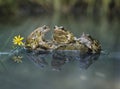 Three frogs sitting on rock