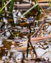 Three frogs sitting in a row in a natural pond Royalty Free Stock Photo