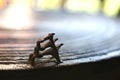 Three frogs on surface of ancient bronze drum. Frog drum or Rain