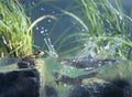 Three frogs in water surface view