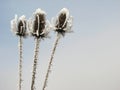 Three Frozen Heads