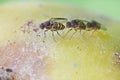 Three fruitfly on the wild nature (Drosophila Melanogaster) Royalty Free Stock Photo