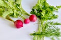 Three fruits of red radish with green leaves and bunches of green parsley. Royalty Free Stock Photo