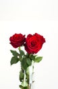 Three fully bloomed fresh red Ecuadorian roses in a clear glass vase isolated on white close up shot Royalty Free Stock Photo