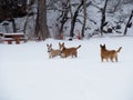 Three Fun Loving Carolina Dogs Playing and Standing in the Snow in the Middle of Winter in Boulder Colorado's Wonderful Parks