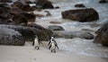 Three funny African penguin Spheniscus demersus on Boulders Beach near Cape Town South Africa coming back from the sea Royalty Free Stock Photo