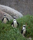 Three funny African penguin Spheniscus demersus on Boulders Beach near Cape Town South Africa walking between green Royalty Free Stock Photo