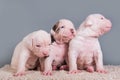 Three funny American Bulldog puppies dogs on gray