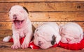 Three Funny American Bulldog puppies dogs are sleeping