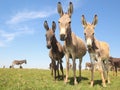 Three funny asses staring at the meadow