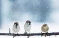 Three funny birds are sitting in fancy Christmas Park during a s Royalty Free Stock Photo
