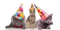 Three funny birthday cats with colorful caps looking bored