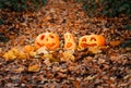 Halloween pumpkins on dry fallen autumn leaves Royalty Free Stock Photo
