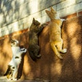 Three funny cats are competing who will jump higher on the wall of the house