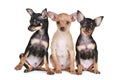 Three funny chihuahua puppy