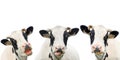 Three funny cow isolated on a white Royalty Free Stock Photo