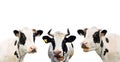 Three funny cow isolated on a white Royalty Free Stock Photo