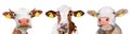 Three funny cow spotted isolated on a white background. Portrait of three cute cows. Farm animals