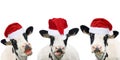 Three funny cows in Christmas hats