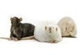 Cute pet rats on a white background Royalty Free Stock Photo