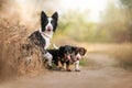 funny dachshund and border collie dogs on a sunny walk in nature