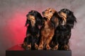 Three funny dogs Royalty Free Stock Photo