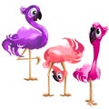 Three funny Flamingo isolated on white background. Vector cartoon close-up illustration.