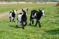 Three goat kids grazing on meadow, wide angle close photo with backlight sun. Royalty Free Stock Photo