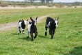 Three goat kids grazing on meadow, wide angle close photo with backlight sun. Royalty Free Stock Photo