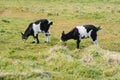 Three goat kids grazing on meadow, wide angle close photo with backlight sun. Royalty Free Stock Photo