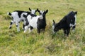 Three goat kids grazing on meadow, wide angle close photo with backlight sun. Royalty Free Stock Photo
