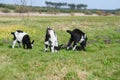 Three goat kids grazing on meadow, wide angle close photo with backlight sun. Royalty Free Stock Photo