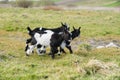 Three goat kids grazing on meadow, wide angle close photo with backlight sun. Royalty Free Stock Photo