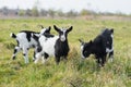 Three goat kids grazing on meadow, wide angle close photo with backlight sun. Royalty Free Stock Photo