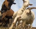 Three funny goats