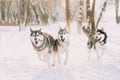 Three Funny Happy Siberian Husky Dogs Running Together Outdoor In Snowy Park At Sunny Winter Day. Smiling Dog. Active