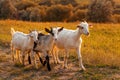 Three funny kid goats in a meadow at sunset. Beautiful autumn country landscape in the background. Royalty Free Stock Photo