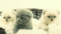 Three funny kitten Royalty Free Stock Photo