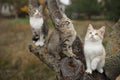 Three funny kittens sitting on a tree trunk. Lovely young cats play in nature Royalty Free Stock Photo