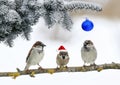 Holiday card with three funny little birds sparrows in Santa`s Christmas hat sit in a winter Park under the branches of a spruce Royalty Free Stock Photo