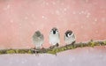 Three funny little Sparrow birds sitting on a branch in the Park Royalty Free Stock Photo