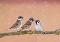 Three funny little Sparrow birds sitting on a branch in the Park Royalty Free Stock Photo