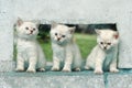 three funny little white kitten with blue eyes Royalty Free Stock Photo