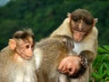 Three funny monkeys Royalty Free Stock Photo