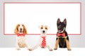 Three funny office dogs