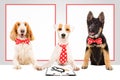 Three funny office dogs