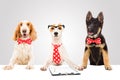 Three funny office dogs