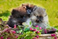 Pomeranian dogs are sitting in the basket Royalty Free Stock Photo