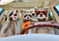 Three funny raccoon ride in the car