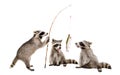 Three funny raccoons with a trout caught on a fishing rod